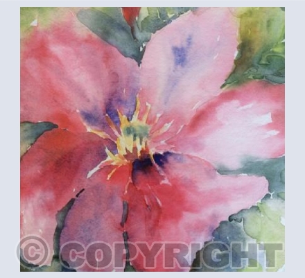 Pink Clematis