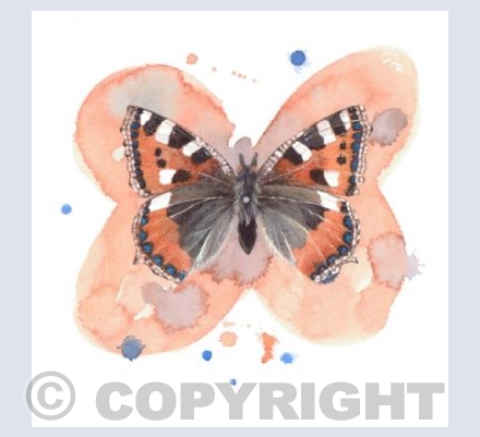 Tortoiseshell Butterfly
