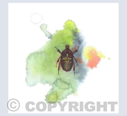 Jewel Beetle