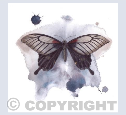 Swallowtail Butterfly