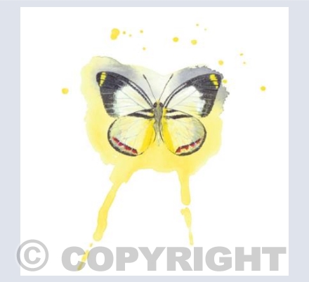 Yellow Butterfly