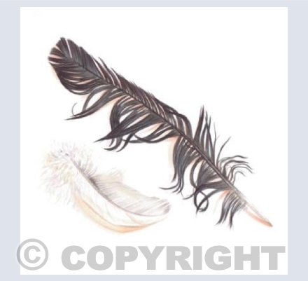 Crow and Dove Feathers