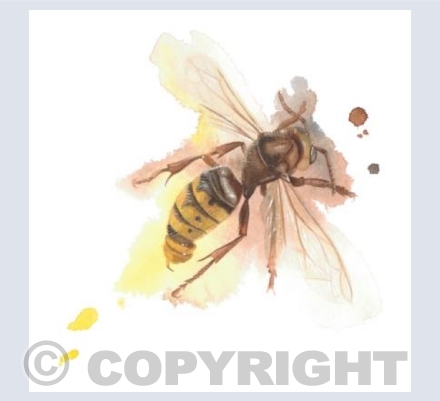Hornet
