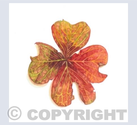 Red Leaf