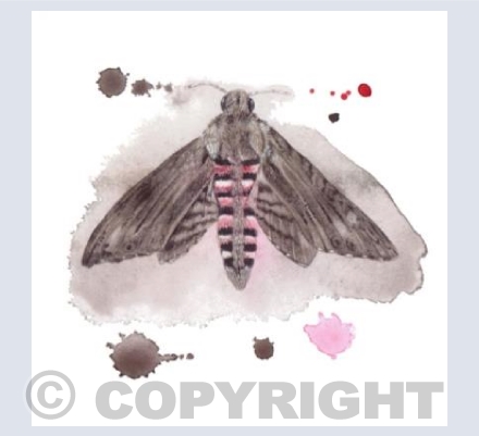 Privet Hawkmoth