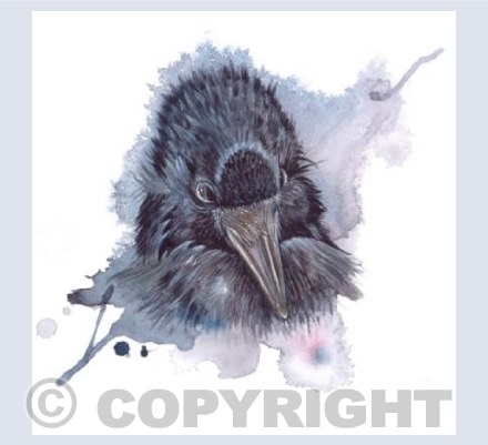 Crow