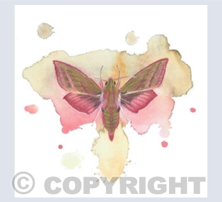 Elephant Hawkmoth