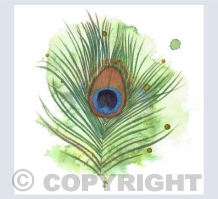 Peacock Feather