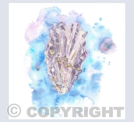Oyster Shell