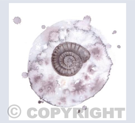 Ammonite Fossil