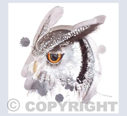 Scops Owl