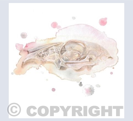 Rabbit Skull