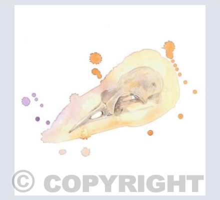 Pigeon Skull