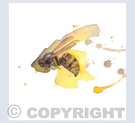 Wasp