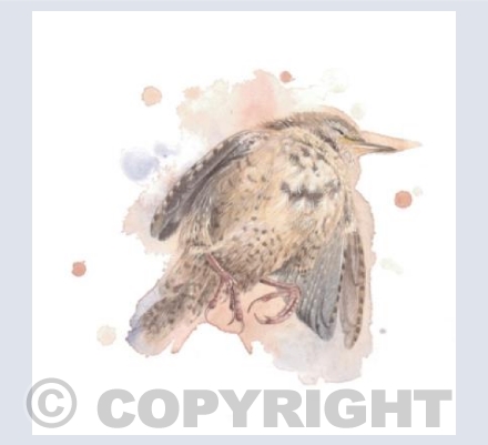 Wren Study