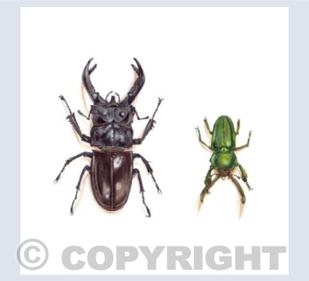 Stag Beetles