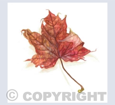 Autumn Maple Leaf