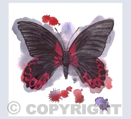 Red and Black Butterfly