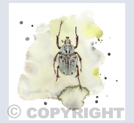 Green Beetle