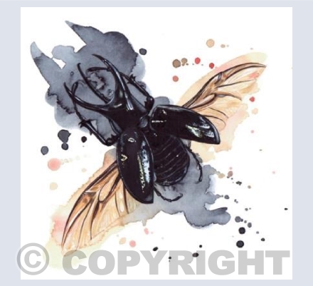 Rhinoceros Beetle