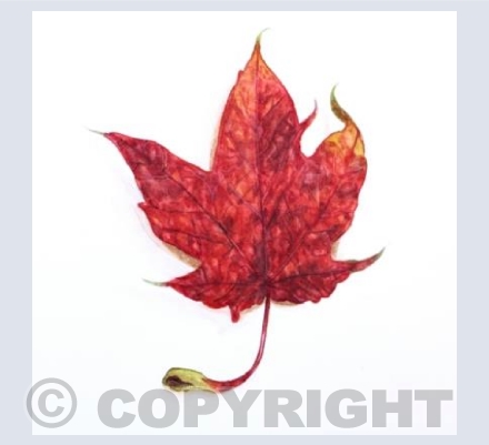 Red Leaf
