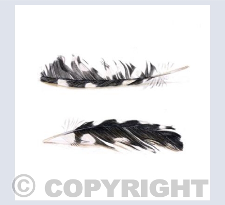 Woodpecker Feather
