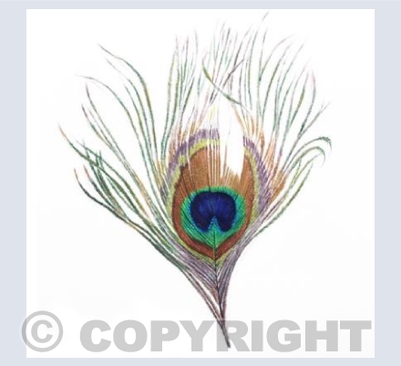 Peacock Feather