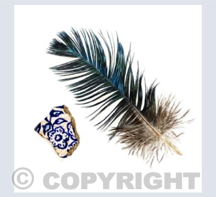 Feather and Fragment