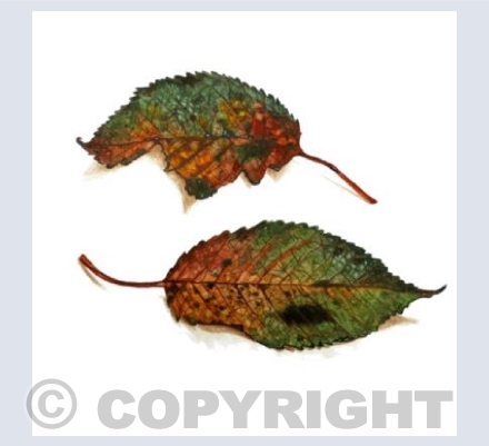 Two Leaves