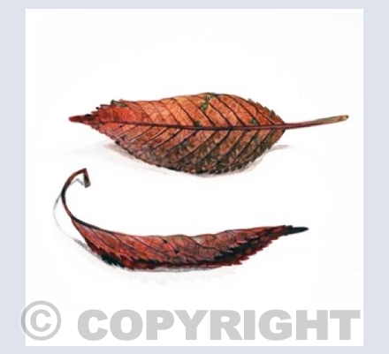 Two Red Leaves