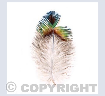Small Peacock Feather