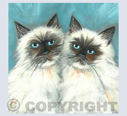 himalayan cats