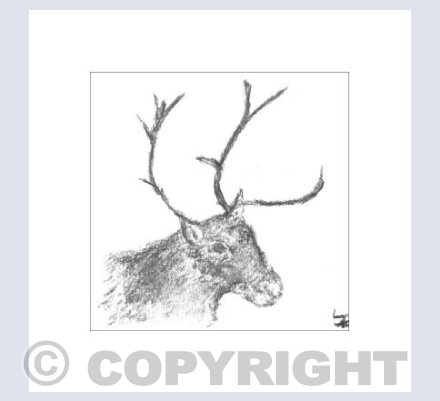 Reindeer
