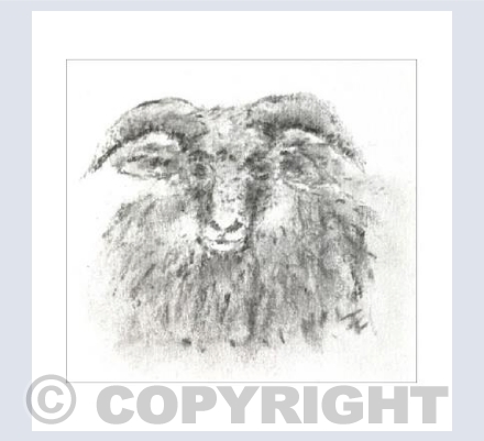 Norwegian Spaelsau Sheep