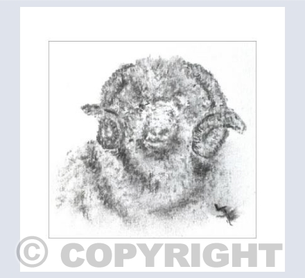 Merino Sheep