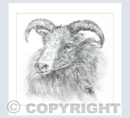 Icelandic Sheep