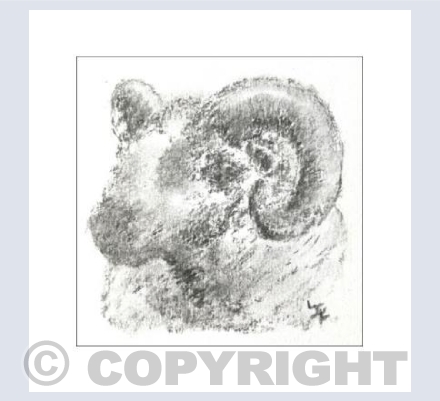 Badger Face Welsh Mountain Sheep