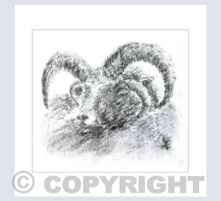 Jacob Sheep