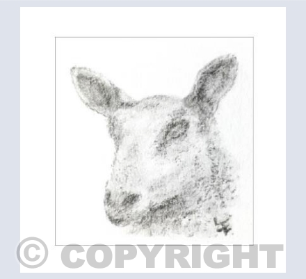 Bluefaced Leicester Sheep