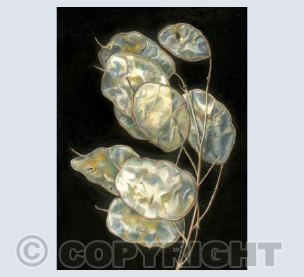 Little Lunaria