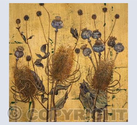 Teasels and Poppy Pods