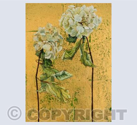 White Hydrangeas