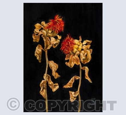 Safflowers