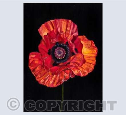 Poppy