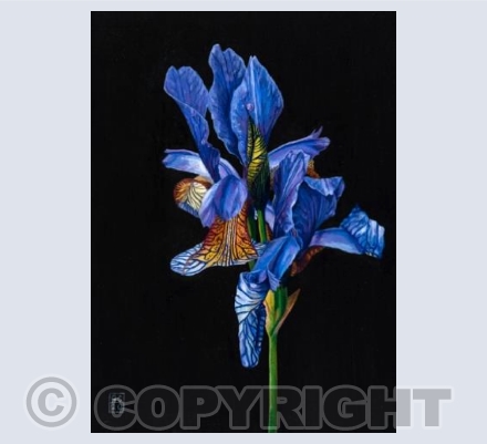 Iris