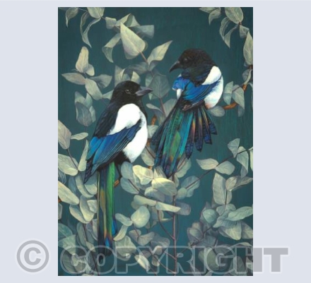 Magpies &Eucalyptus 2