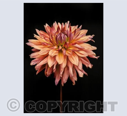 BlackDahlia 2