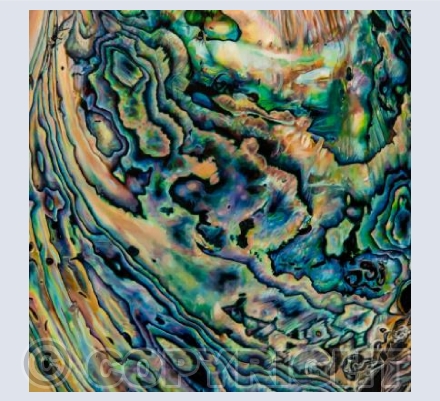 Paua 1 