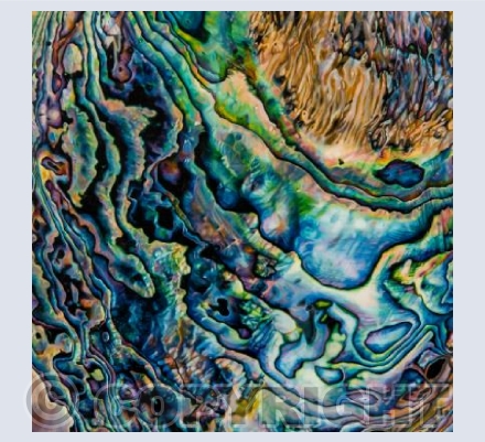 Paua 2
