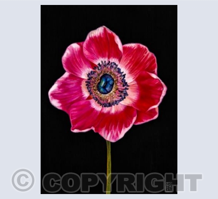 Red Anemone